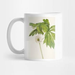 Mayapple - Botanical Illustration Mug